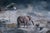 The Last Drop of Water by Marcin Owczarek | Photography - Dye Sublimation on Aluminum depicting animals in a dry landscape For Sale