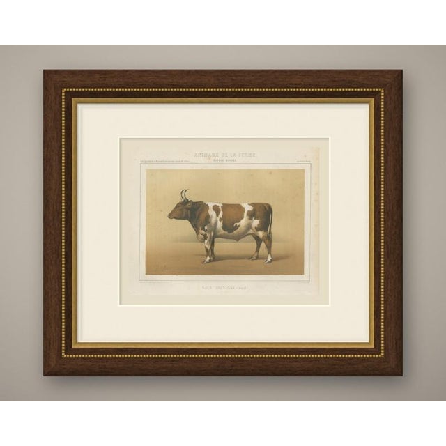 An original antique chromolithograph, printed in color, lettered "race bretonne, bœuf" and published in paris about 1863...