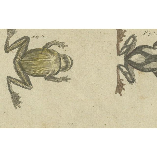19th Century Bertuch, Four Tree Frogs Including a Blue Frog, 1815, Print For Sale - Image 5 of 12