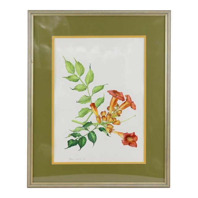 Vintage Hand-Painted Plant Specimen Watercolor Trumpet Creeper (With Frame). Signed in the Lower Right Corner For Sale