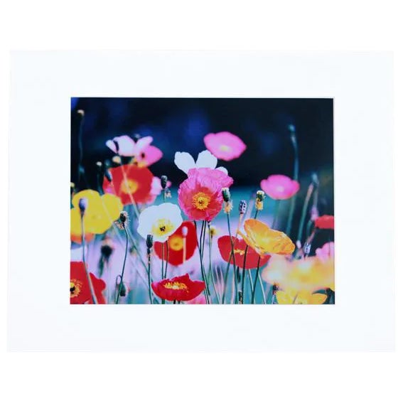 "Flower Power" Color Photograph-Limited Edition For Sale