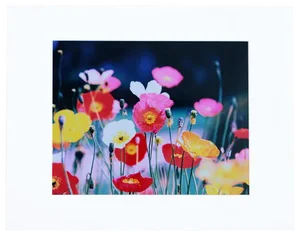 "Flower Power" Color Photograph-Limited Edition