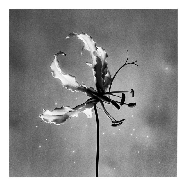 Ugne Pouwell, Gloriosa, 2024, Photography For Sale