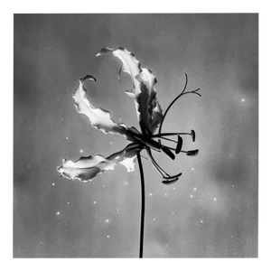 Ugne Pouwell, Gloriosa, 2024, Photography