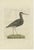Late 18th Century Sepp & Nozeman, Spotted Redshank, 1797, Paper For Sale - Image 5 of 5