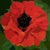 "Poppy Flower" Modern Original Oil Painting, by Jennifer Hohlfelder For Sale