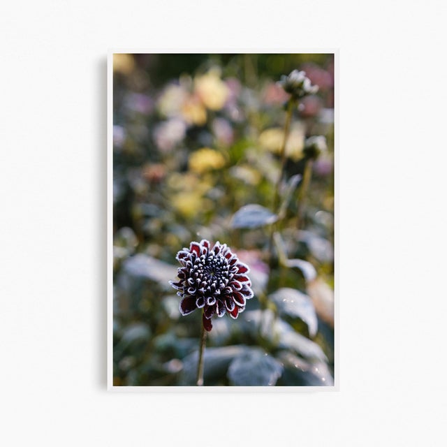 Not Yet Made - Made To Order 'First Frost / Final Bloom' Set of Botanical Photographs, Floral Art Series of Four 12 X 18" Fine Art Photography Prints For Sale - Image 5 of 7