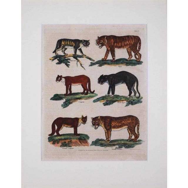 19th Century hand colored engraving of different species of large cats. Antique copper plate published by Thomas Kelly,...