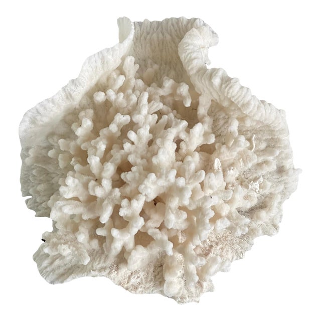 Vintage Natural Merulina White Coral Specimen For Sale