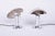 Bauhaus Chrome Table Lamps from Miroslav Prokop, Czech, 1930s, Set of 2 For Sale - Image 13 of 13