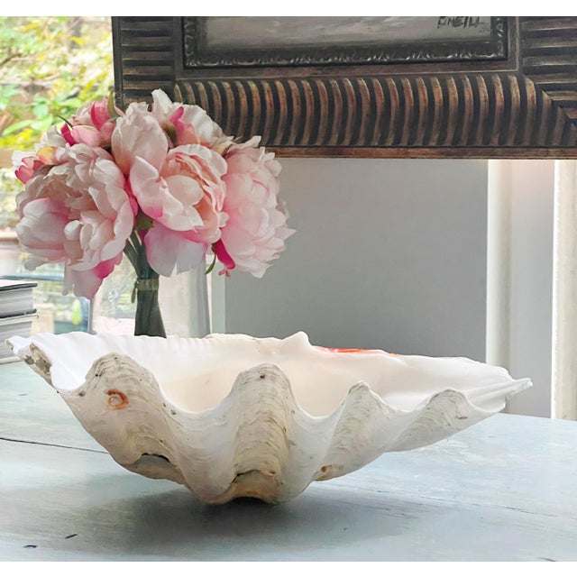 Shell Tridacna Giant Clam Shell Natural Large Vintage Decorative Piece 12.75" For Sale - Image 7 of 9