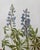 Shabby Chic Vintage Botanicals Set of 6- Authentic Vintage 1968 Flower Prints For Sale - Image 3 of 5