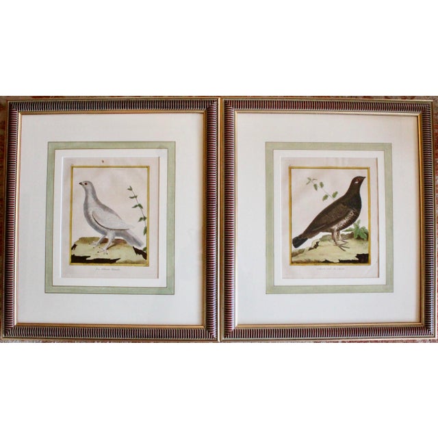 Green Set of Six Finely Framed Original Engravings of Grouse by François-Nicolas Martinet, 18th Century For Sale - Image 8 of 16