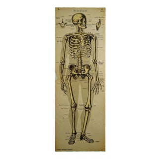 Antique Human Skeleton Anatomical Wall Chart For Sale