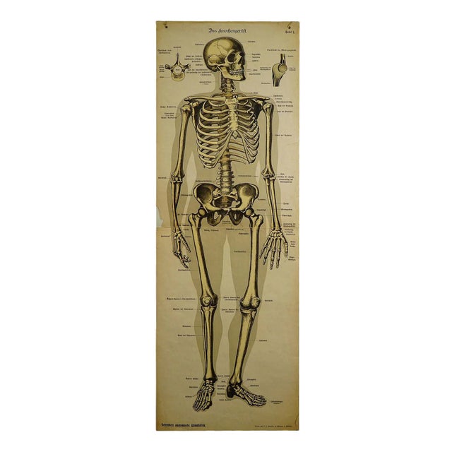 Antique Human Skeleton Anatomical Wall Chart For Sale