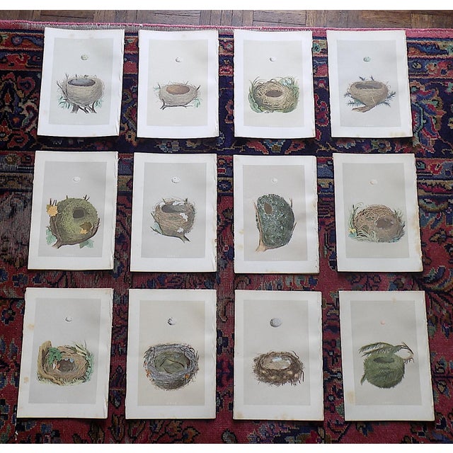 Antique 19th Century Hand Colored Bird Nest & Egg Lithographs - Set of 12 For Sale - Image 9 of 9