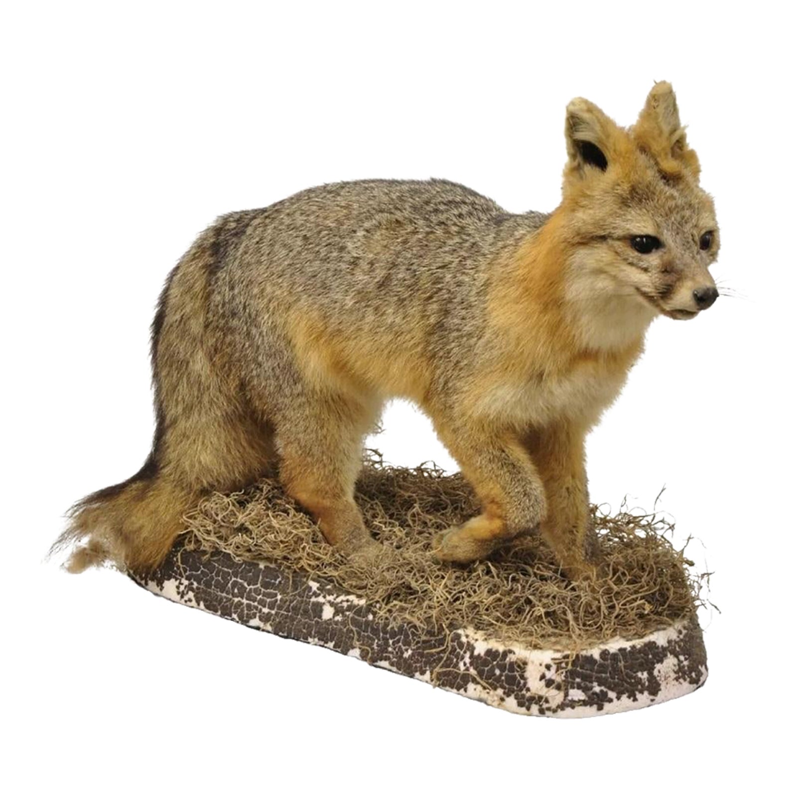 Vintage Full Body Mount Stuffed Gray Fox Taxidermy | Chairish