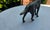 1970s Vintage German Brass Shepherd Figurine, 1960s For Sale - Image 5 of 7