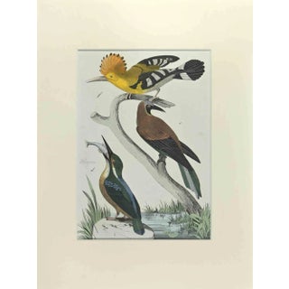 Johann Friedrich Naumann, Cockatiel, Etching, 1840 For Sale