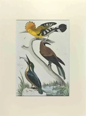 Johann Friedrich Naumann, Cockatiel, Etching, 1840