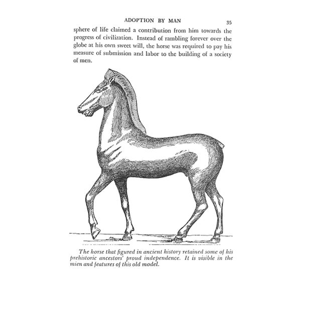 "The History and Romance of the Horse" 1941 Vernon, Arthur For Sale - Image 13 of 15