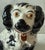 Antique Staffordshire style ceramic sitting spaniel dog figurine featuring hand painted black and white markings,...