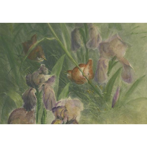 Giacomelli, Delicate Irises with Birds, 1891, Print For Sale - Image 3 of 7