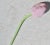 German Deco glass tulip. Handmade and colored glass flower, very delicate pastel color and light blown tube glass with a...