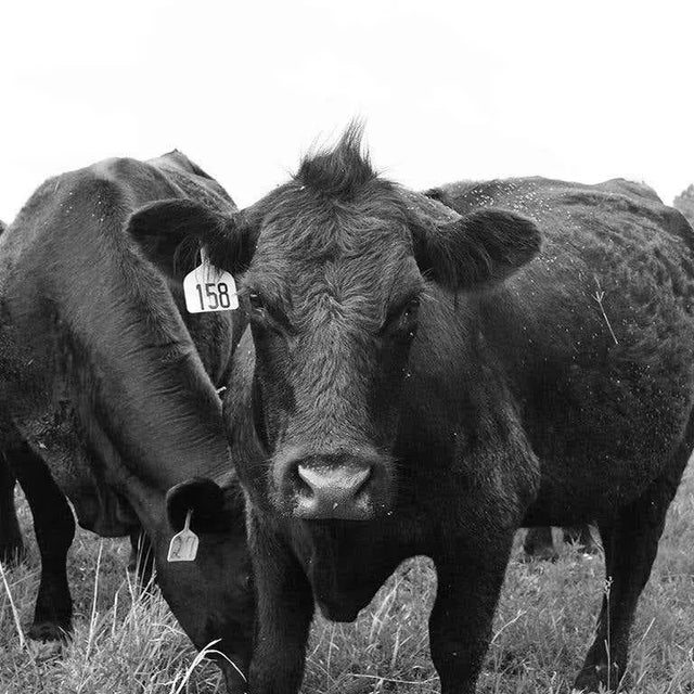 Original photo print of cattle feeding on the Stevens ranch, circa 2018 in Nowata County, Oklahoma. This piece comes ready...