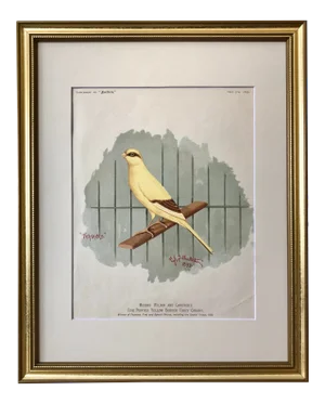 Antique Color Lithograph of a Prize Yellow Canary 1898