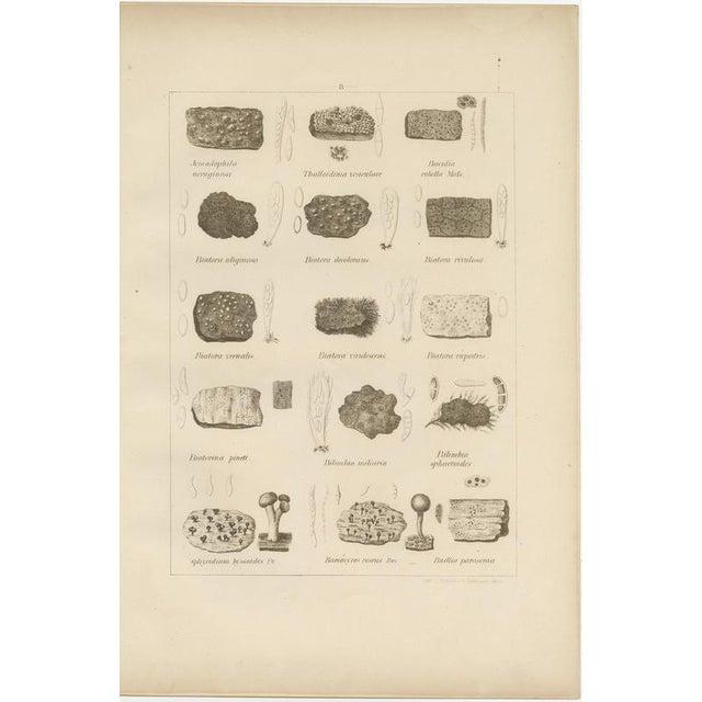 Otto Müller & G. Pabst, Botanical Prints, Germany, 1874, Lithographs on Paper, Set of 6 For Sale - Image 6 of 9