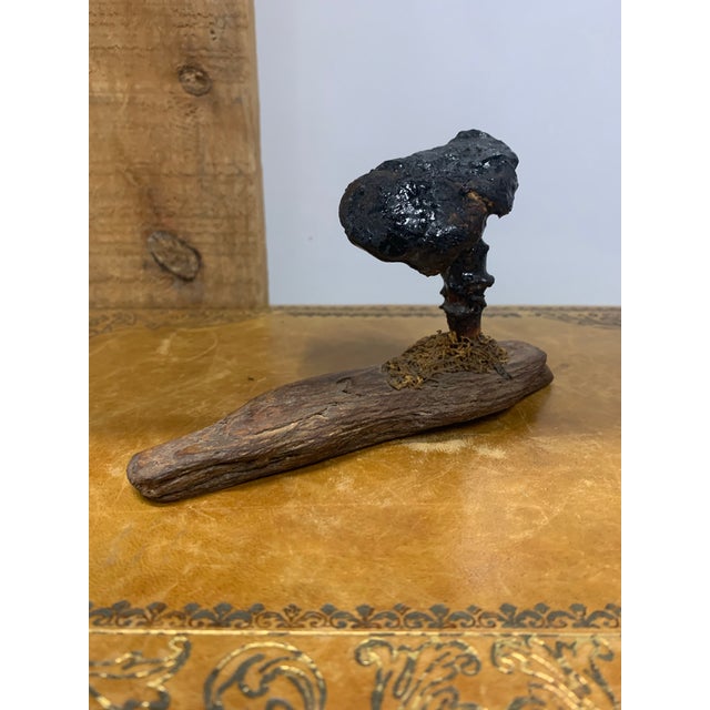 Pair of Late 19th Century French Folk Art Instructional Mushroom Specimens For Sale - Image 4 of 11