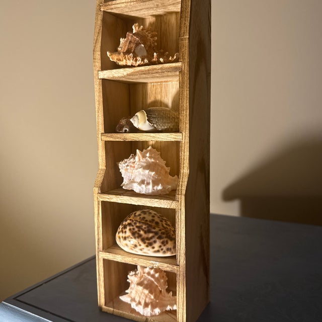 Multi-Tier Stained Wood Shelf With Natural Conch and Murex Shells For Sale In Minneapolis - Image 6 of 12