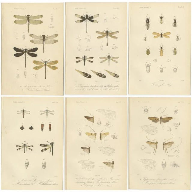 P. W. M. Trap, Sumatra Dragonfly and Insect Fauna Studies, 1887, Lithographs on Paper, Set of 6 For Sale - Image 9 of 10