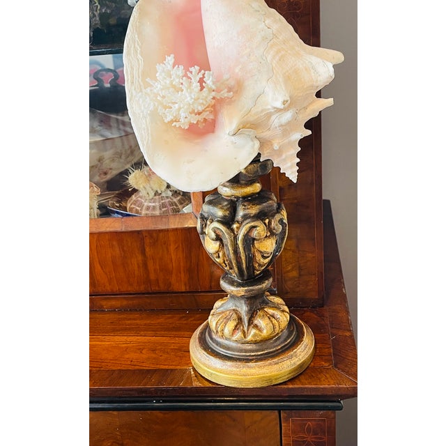 1960s 1960s Nature’s Beauty Conch Sra Shell Assemblage on Italian Gilded Wood Pricket For Sale - Image 5 of 5