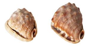 Vintage Conch Shells - a Pair