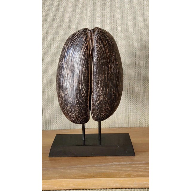 Wood A Coco-De-Mer (Lodoicea Maldivica) and Stand 20th Century Exceptional! For Sale - Image 7 of 13