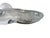 Large Vintage Crystal Whale Sculpture For Sale - Image 12 of 15
