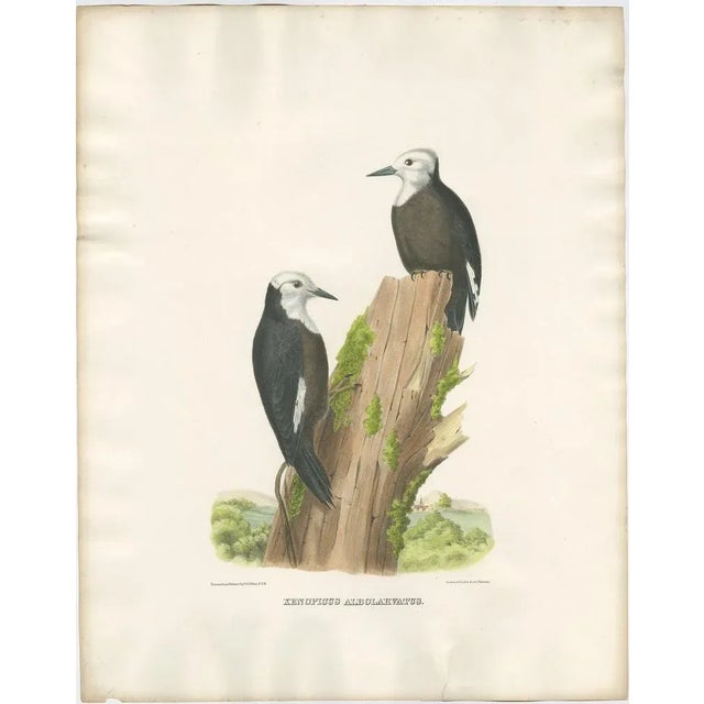 Antique bird print titled 'Xenopicus Albolarvatus'. Old bird print depicting two White-Headed Woodpeckers. This print...