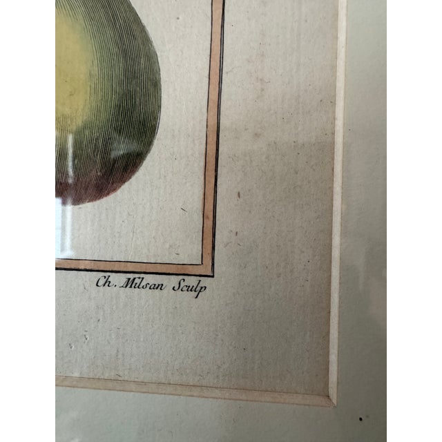 Paper 18th Century French Hand-Colored Botanical Pear Engravings – “Bezy De Quessoy” & “Messire-Jean” – Framed Pair For Sale - Image 7 of 12