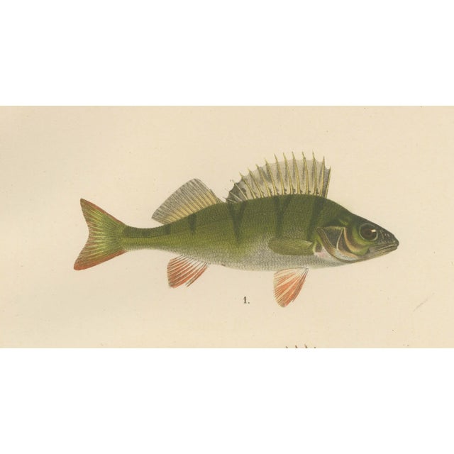 Wilhelm von Wright, Perch, Pike-Perch, and Ruffe, 1895, Lithograph on Paper For Sale - Image 3 of 5