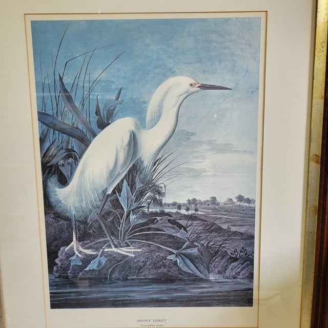 Illustration Mid 20th Century After John James Audubon Vintage Print White Egret Antique Walnut Frame For Sale - Image 3 of 9