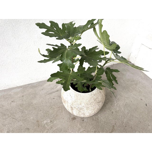 Gray Spherical Planter Made of Fiber Cement, DLG Willy Guhl, 1960s For Sale - Image 8 of 9
