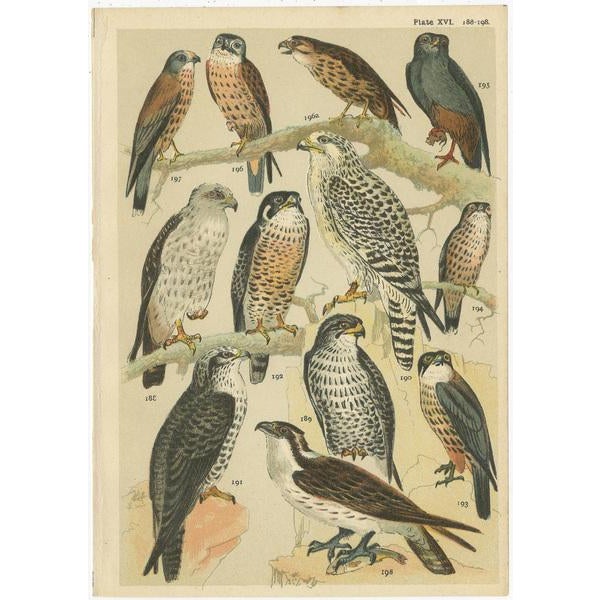 Gordon, Illustrations of Birds of Prey, 1900s, Prints, Set of 3 For Sale - Image 3 of 5