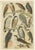 Gordon, Illustrations of Birds of Prey, 1900s, Prints, Set of 3 For Sale - Image 3 of 5