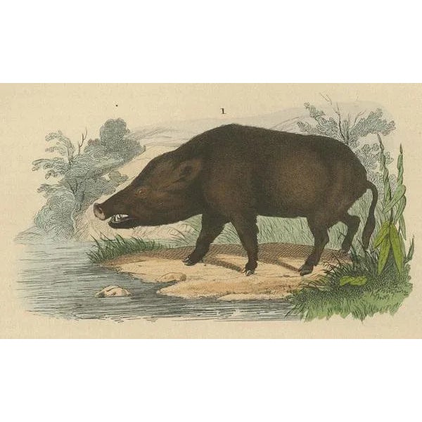 Terrestrial Mammals, 1845, Paper For Sale - Image 4 of 6