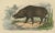 Terrestrial Mammals, 1845, Paper For Sale - Image 4 of 6