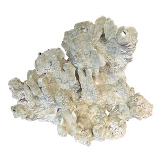 Vintage Specimen Lemon Coral For Sale
