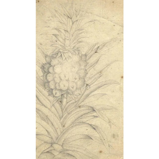 Traditional Pineapple Plant Study, 18th Century, Graphite Drawing For Sale - Image 3 of 3