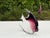 Vintage Signed Daniels Art Glass Angelfish Sculpture, Purple & Clear For Sale - Image 4 of 10